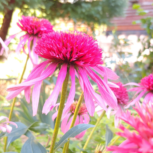 echinacea flower סבון טבעי טיפוח העור אכינצאה
